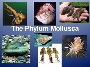 Mollusca - Diversity of Invertebrate Phylum